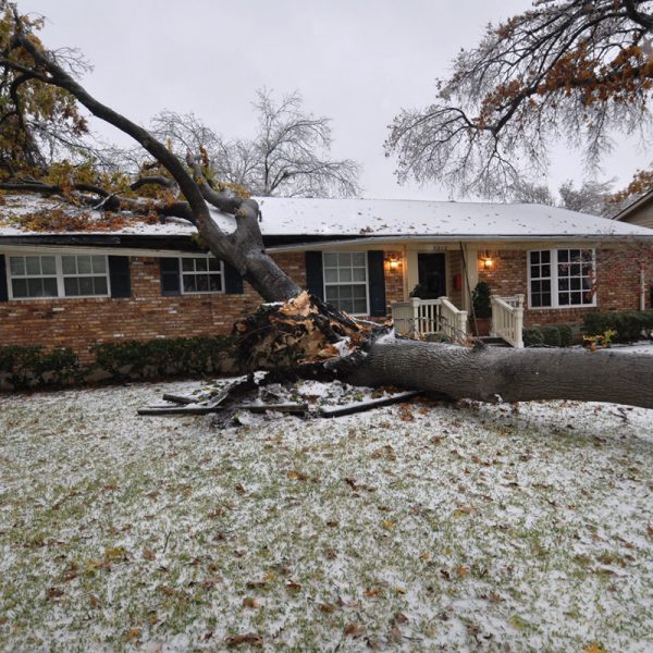 Outaouais tree removal services