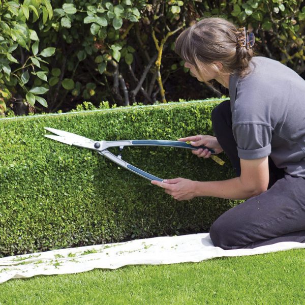 Residential Hedge Trimming