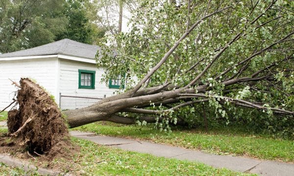 Émondage Ottawa pour l'entretien de la chute d'arbre