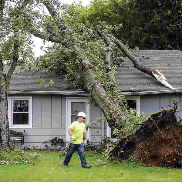 Removal of Damaged Trees Service