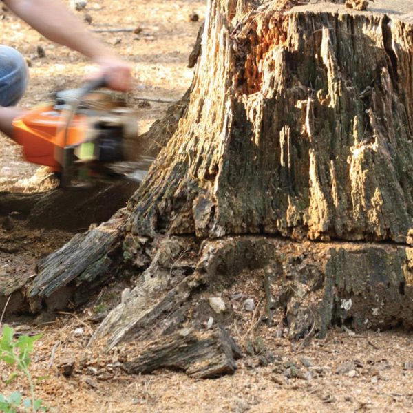 Tree Stump Removal Company