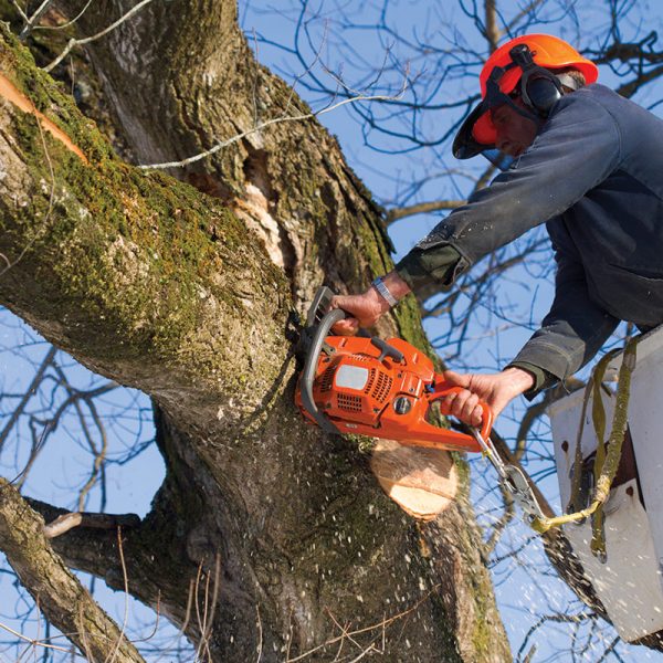 Service d'abattage d'arbres dans la région de Gatineau