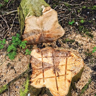 tree-stump-removal-gatineau-outaouais