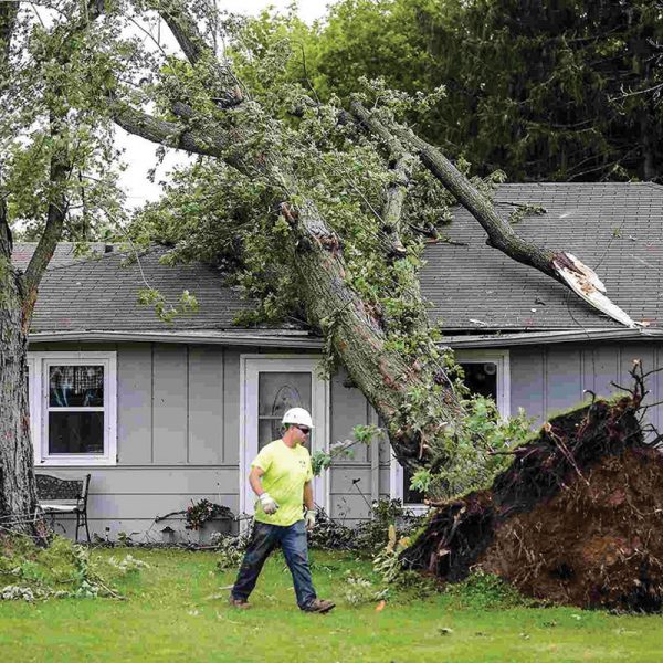 urgence-arbre-tombe